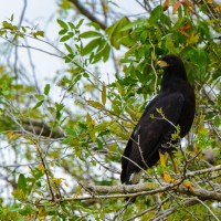 black hawk lamanai