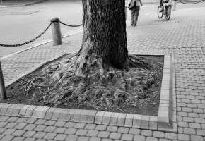 Three Street Shots, Riga, Latvia tree riga latvia