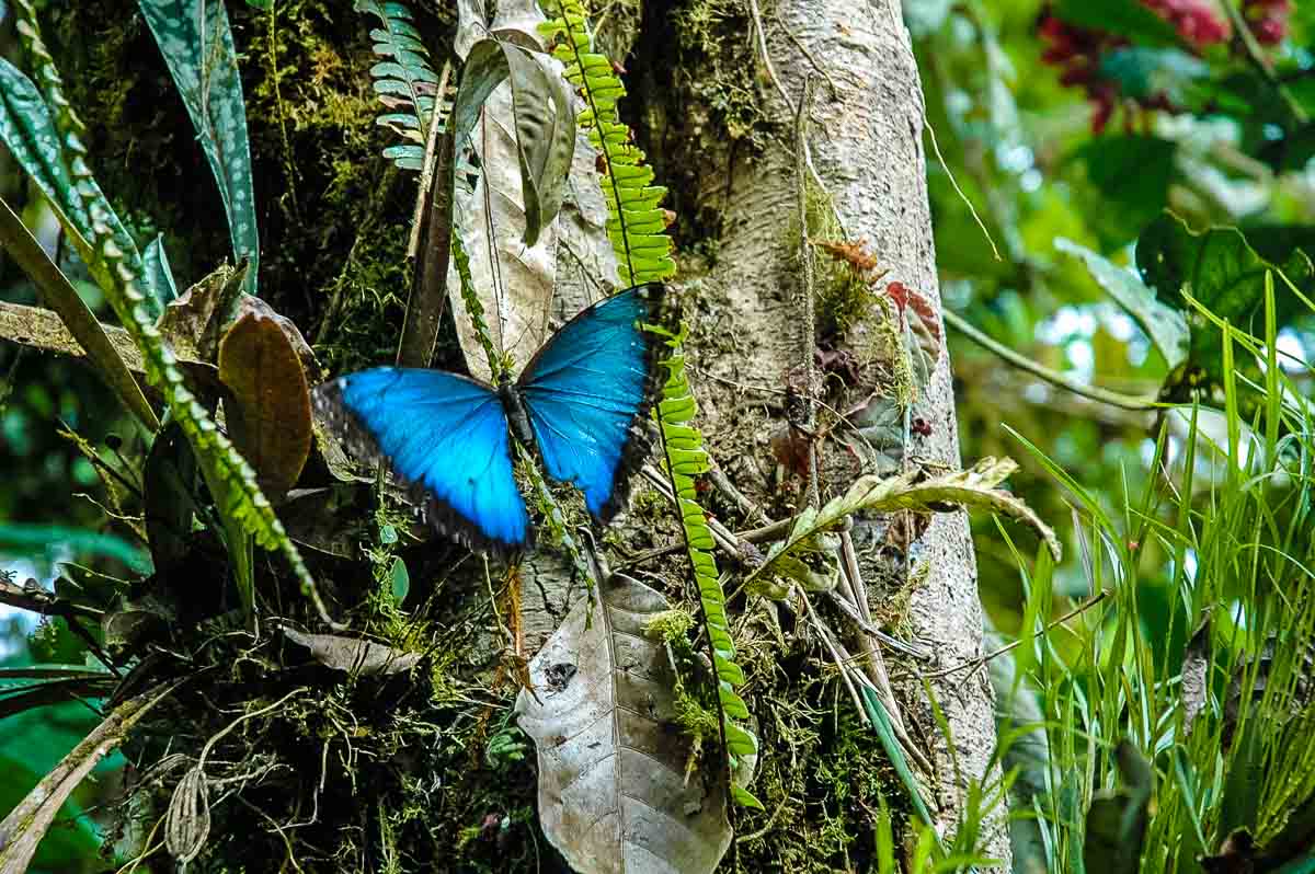 Ecuador Milpe mindo cloud forest blue butterfly