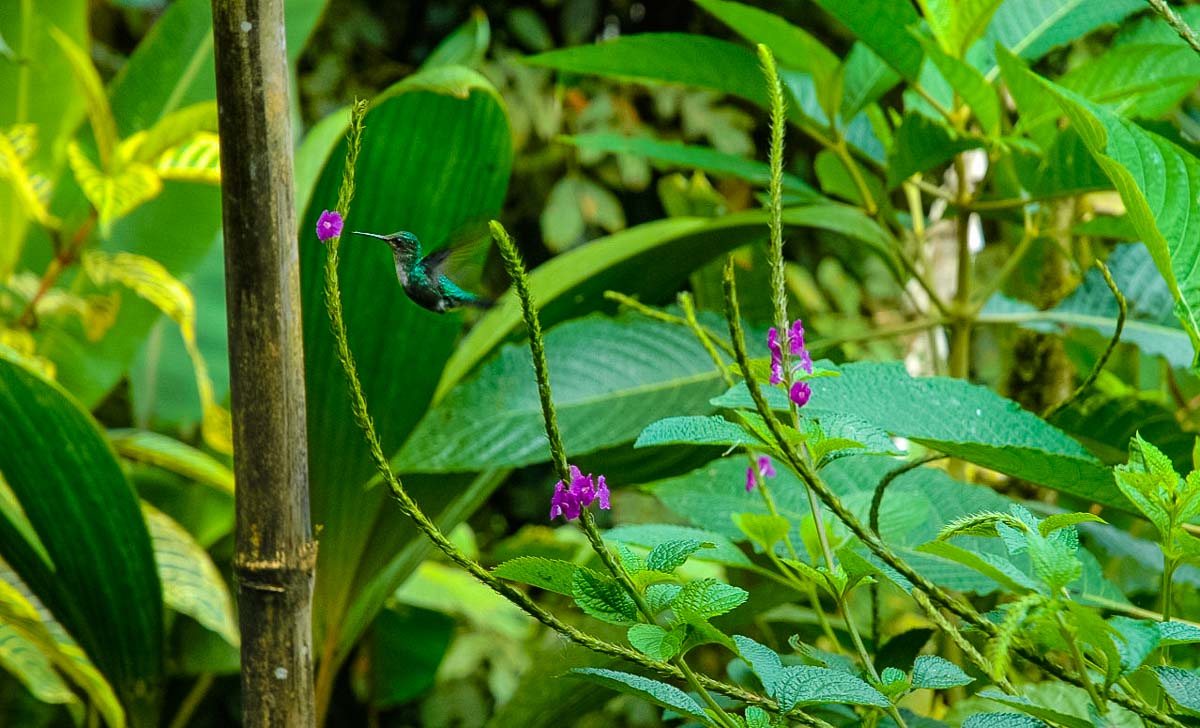 Ecuador Milpe mindo cloud forest hummingbird