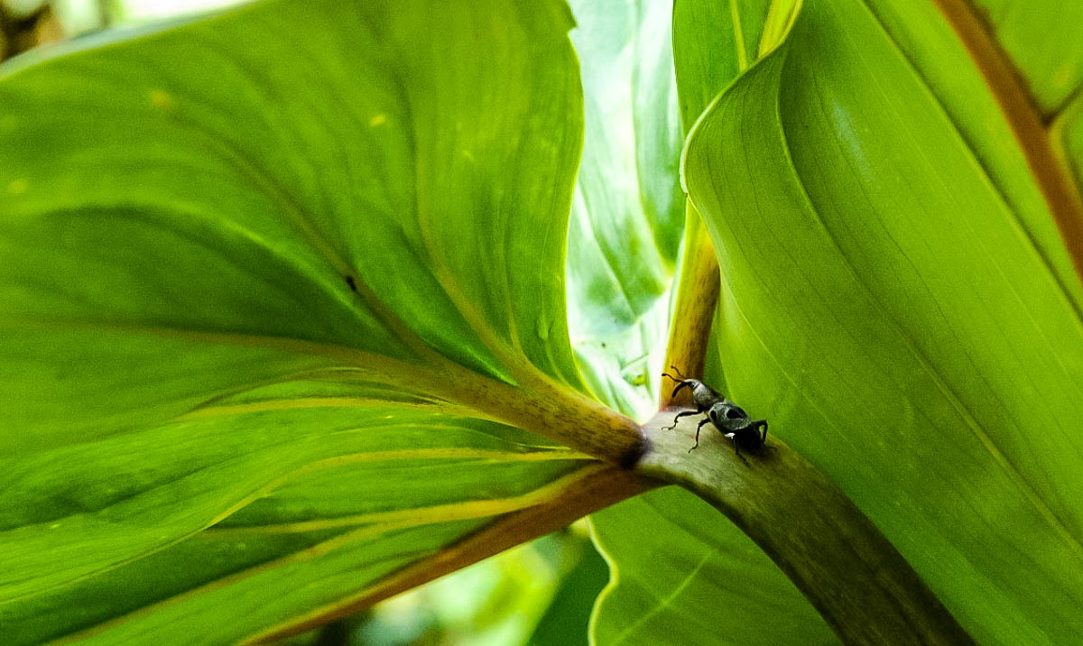 Ecuador Milpe mindo cloud forest insect leaf