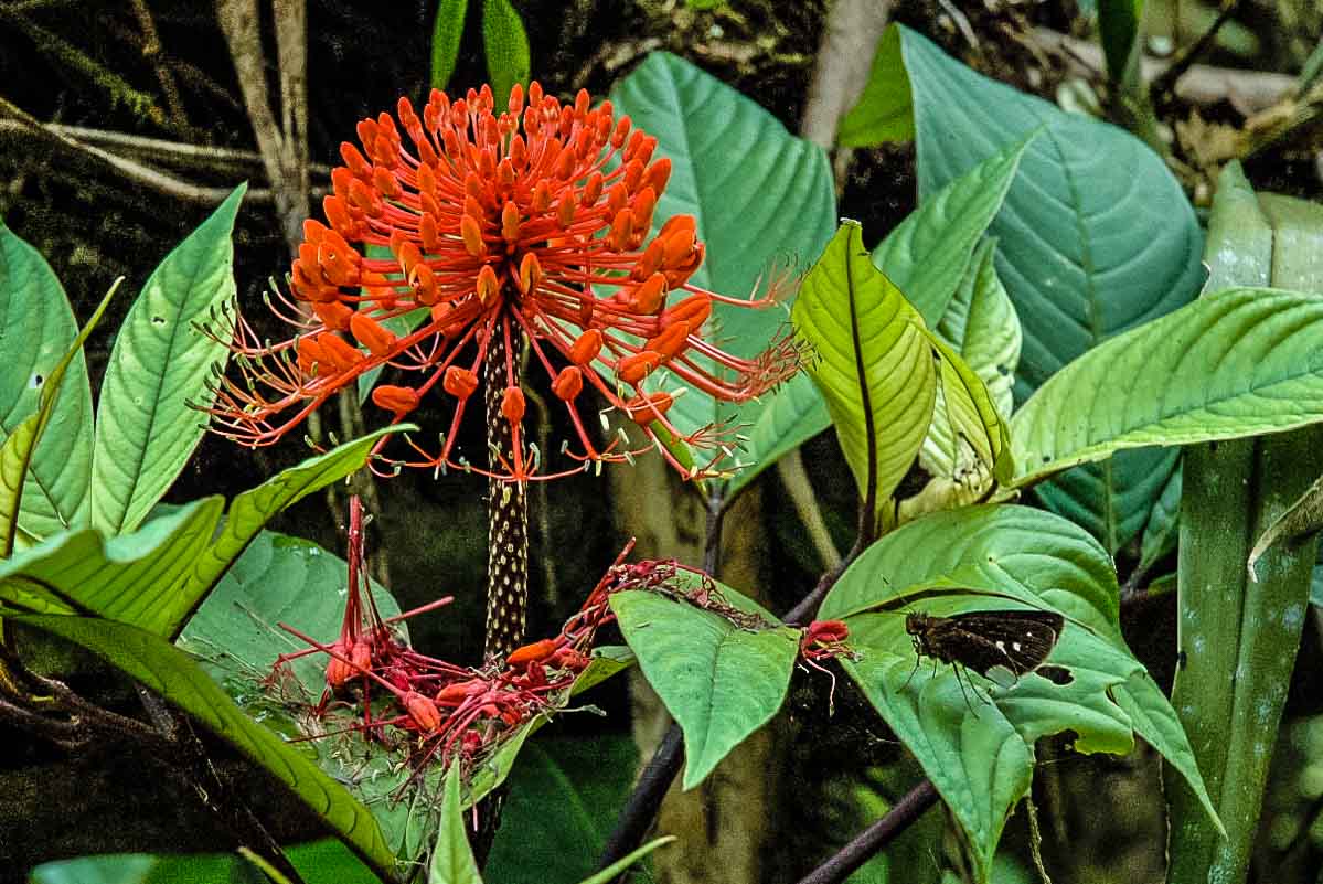 Ecuador Milpe mindo cloud forest orchid moth