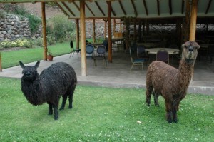 llamas