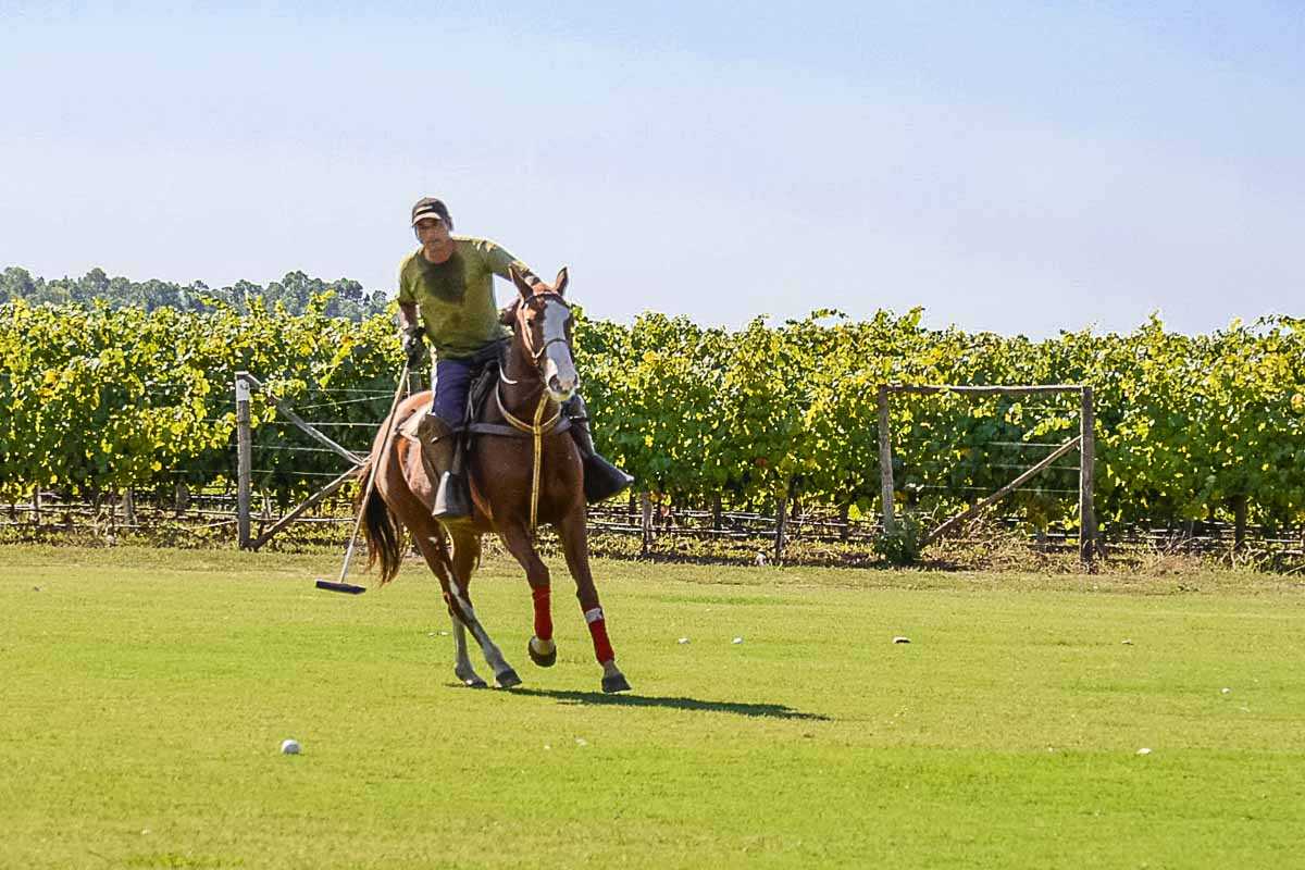 chile wine polo pony