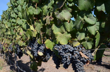Meeting Laura Hartwig, or her wines anyway These are carmenere grapes, which are purple.