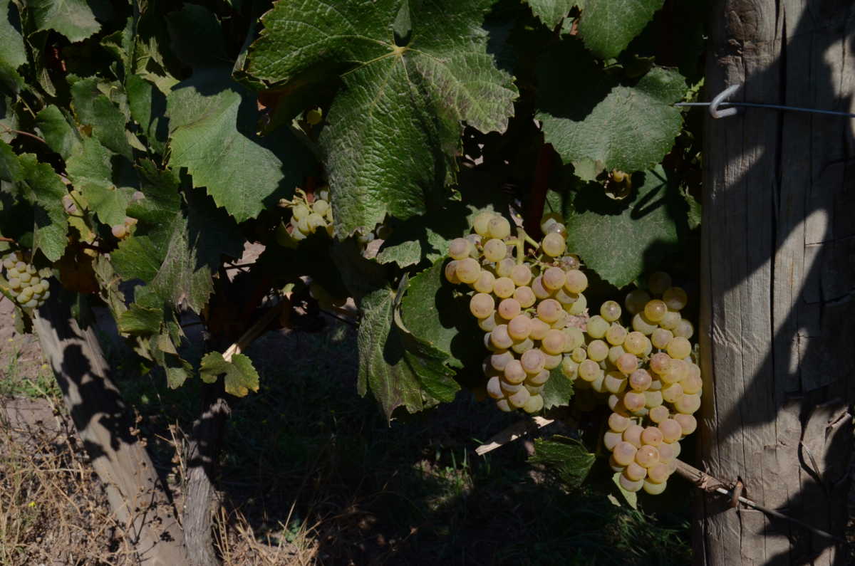 chilean chardonnay grapes