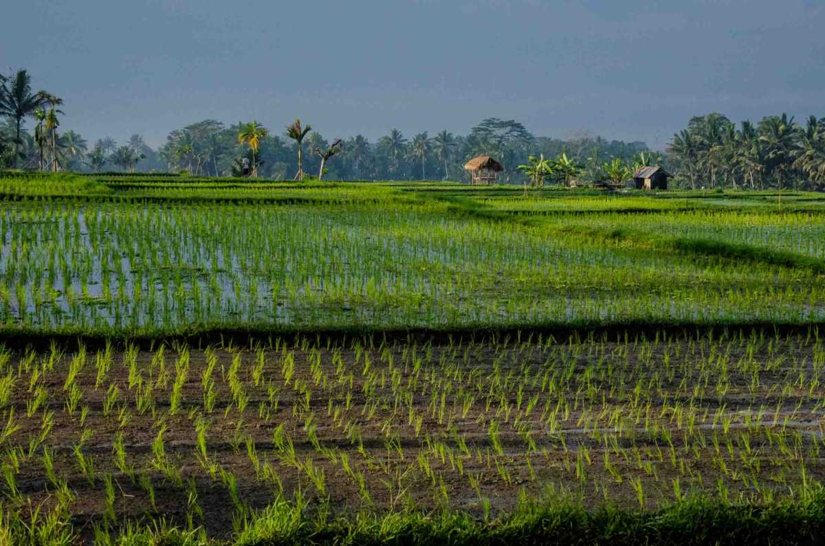 rice field bali