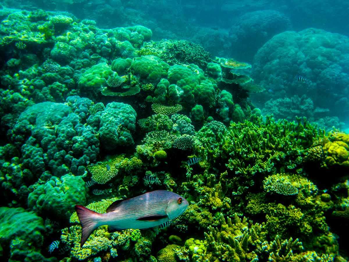 Australia Great Barrier Reef unesco world heritage site