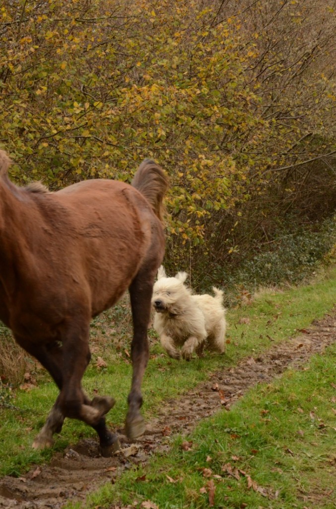 Sometimes Sabba needs a little more encouragement, so she and Yuki both get a run.