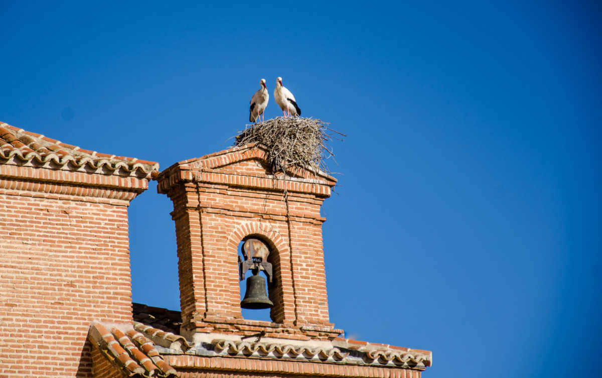 storks alcala de henares spain unesco world heritage day trip from madrid