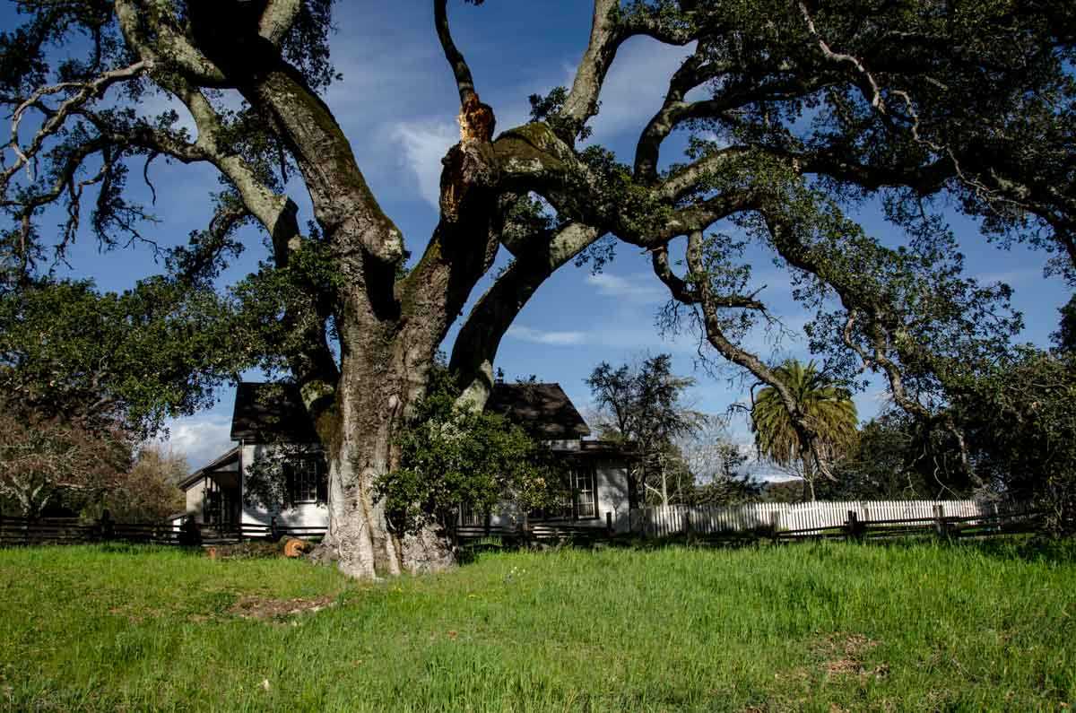 USA California Jack London home tree