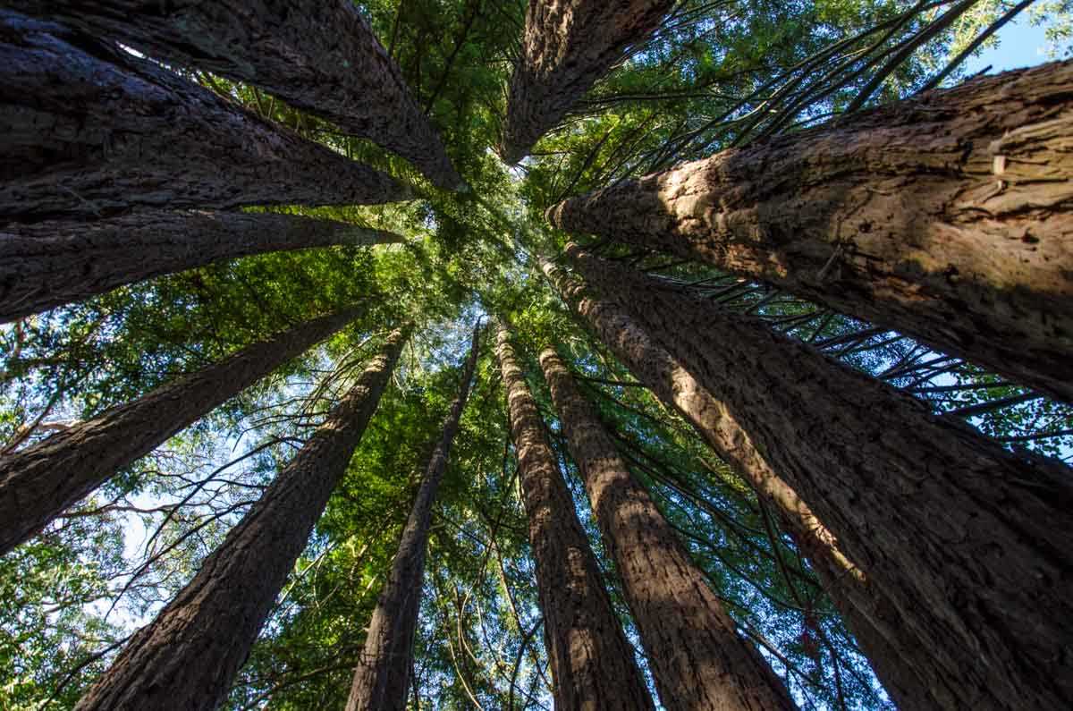 USA California Jack London tall trees
