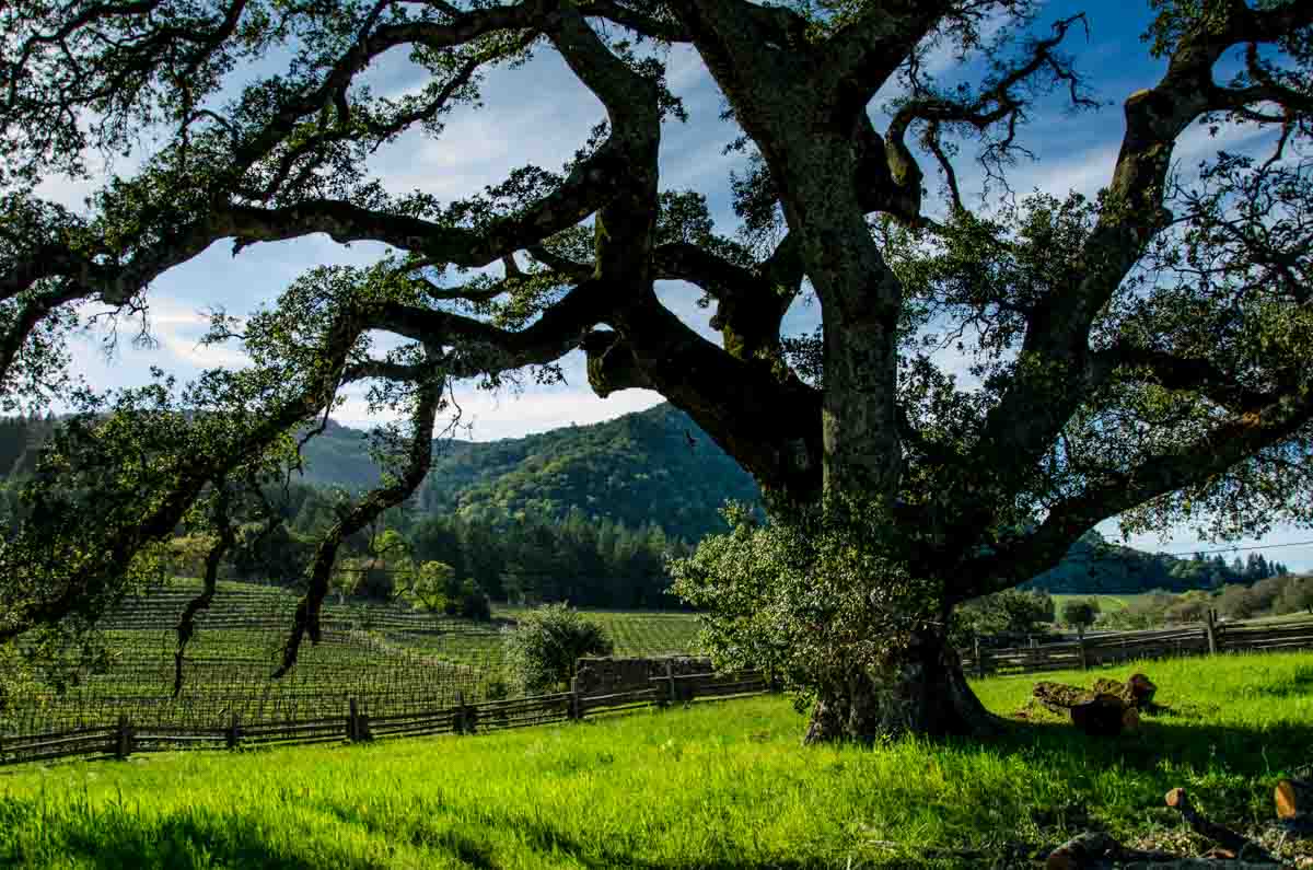 USA California Jack London tree vineyards
