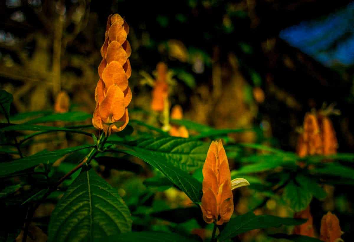 flowers cuba