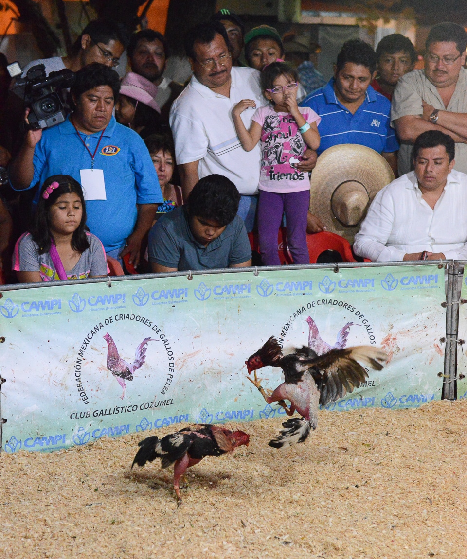 Cock Fight El Cedral Cozumel Mexico Travel Past 50