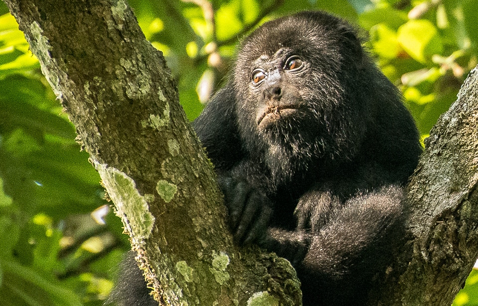 Howler Monkey Tikal