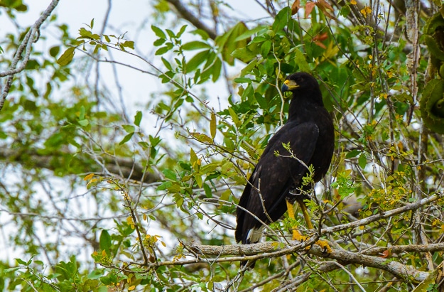 black hawk lamanai