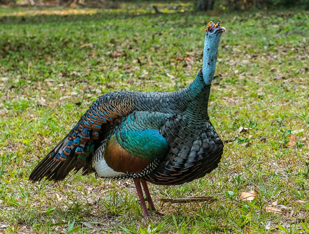 wild turkey Tikal