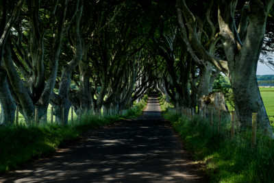 The Dark Hedges, near Ballymoney, Northern Ireland