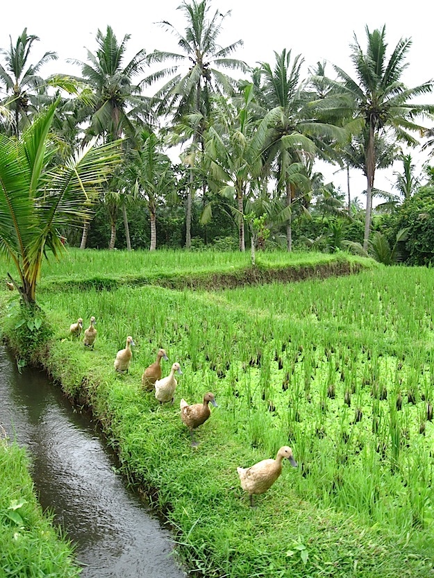 ducks Bali subak rice system unesco world heritage