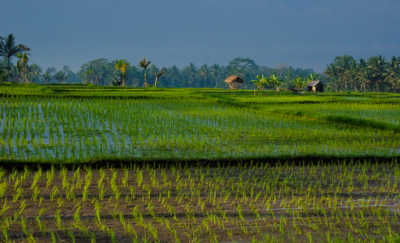 The Subak System: Rice Growing in Bali