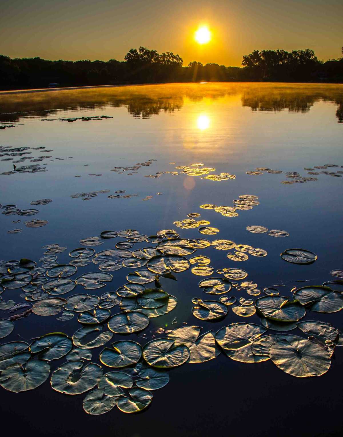 sunrise lily pads minnesota