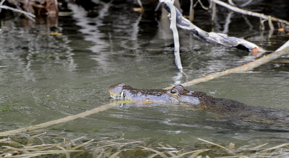 Crocodile Lamanai Belize