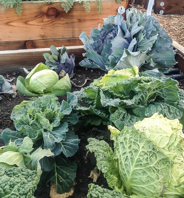 The culinary garden at St. Clair Brown Winery's Greenhouse Tasting Room