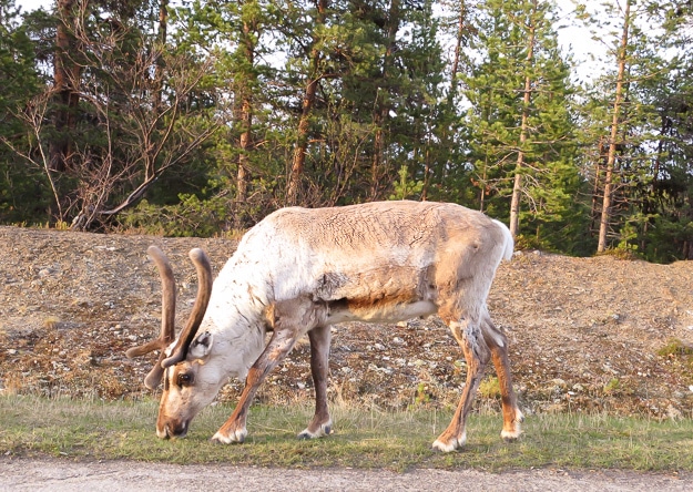 Wildlife Finland