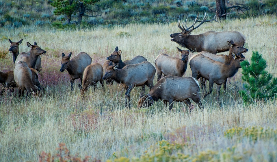 bull elk harem rocky mountain_