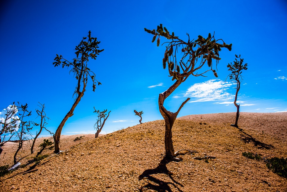 trees bryce canyon