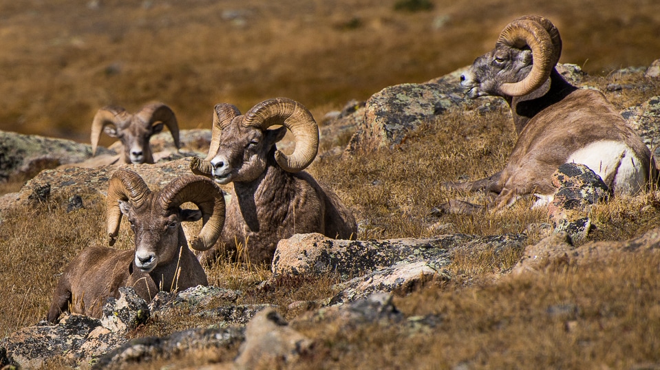 big horn sheep rocky mountain np