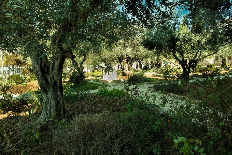 garden gethsemane