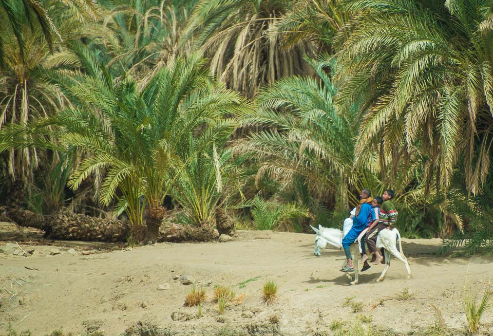 donkey riders nile cruise egypt