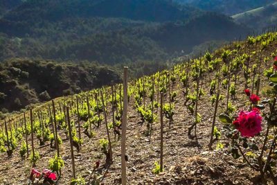 Priorat: Spain's Other Wine Region