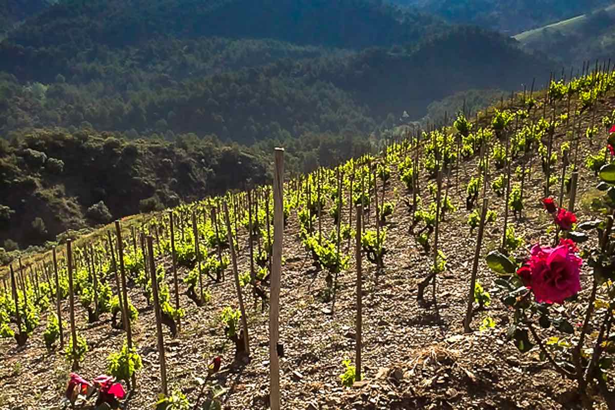 Priorat Spain's other wine region