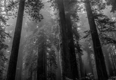 Fog, Redwood National Park, California