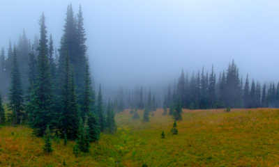 Fog, Mount Rainier National Park, Washington