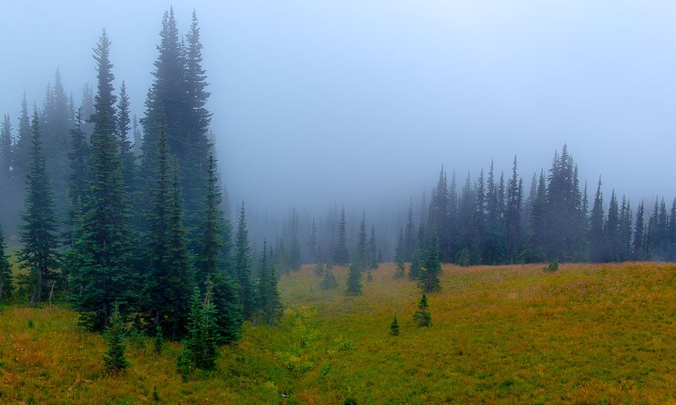 trees in fog Mount Rainier National Park