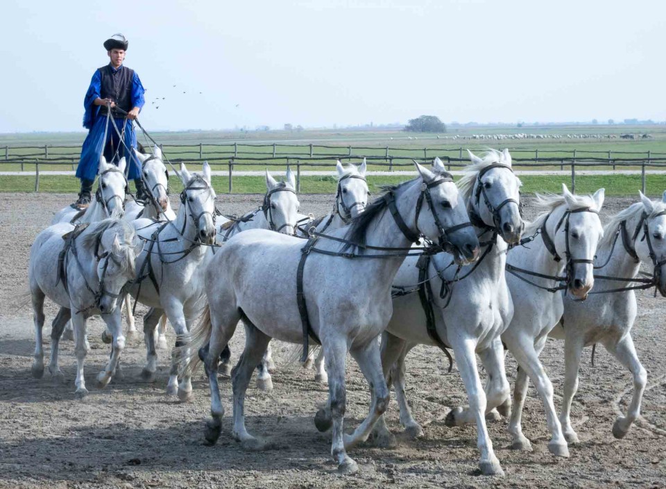 He'll be ridin' ten white horses when he comes, when he comes. Note the expanse of flat fertile land in the background, where sheep and cattle graze, and crops are grown. BakodPuszta Equestrian Center, Hungary