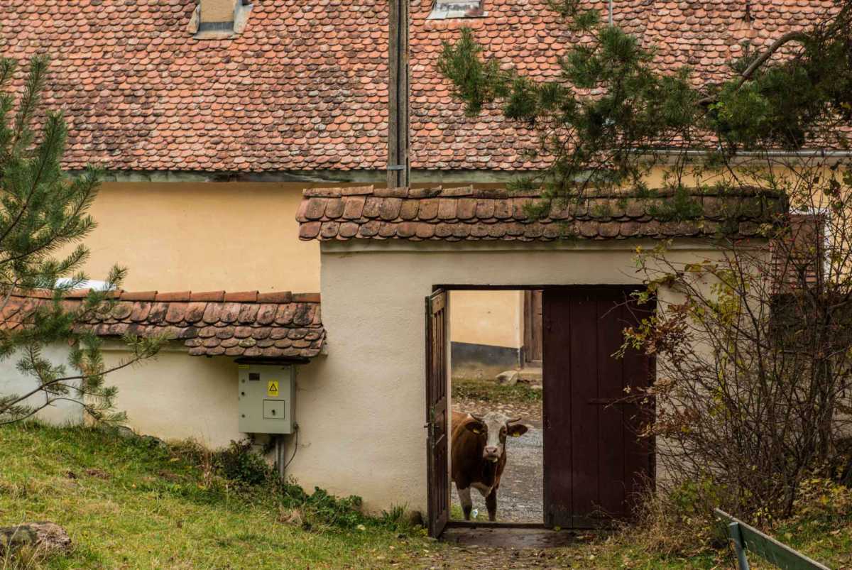 fortified church viscri romania cow