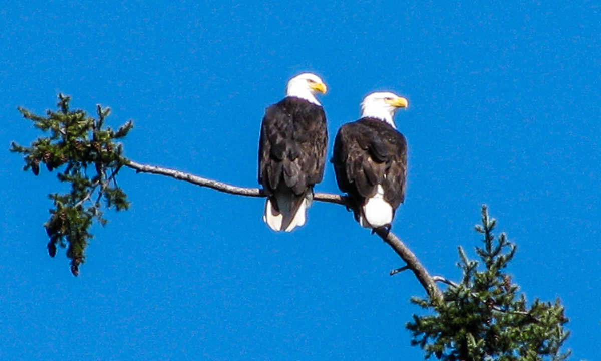 Pair Eagles 