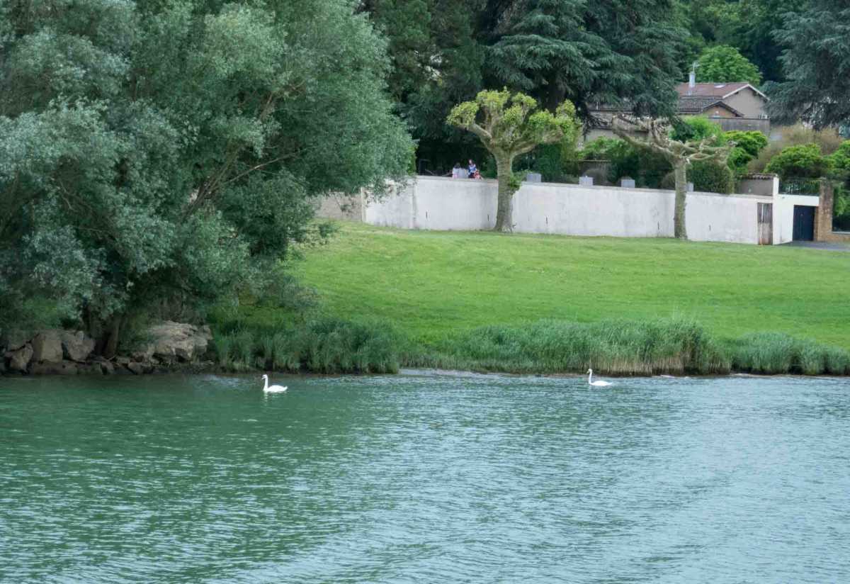 Swans Rhone river cruise Saone River north of Lyon, France.