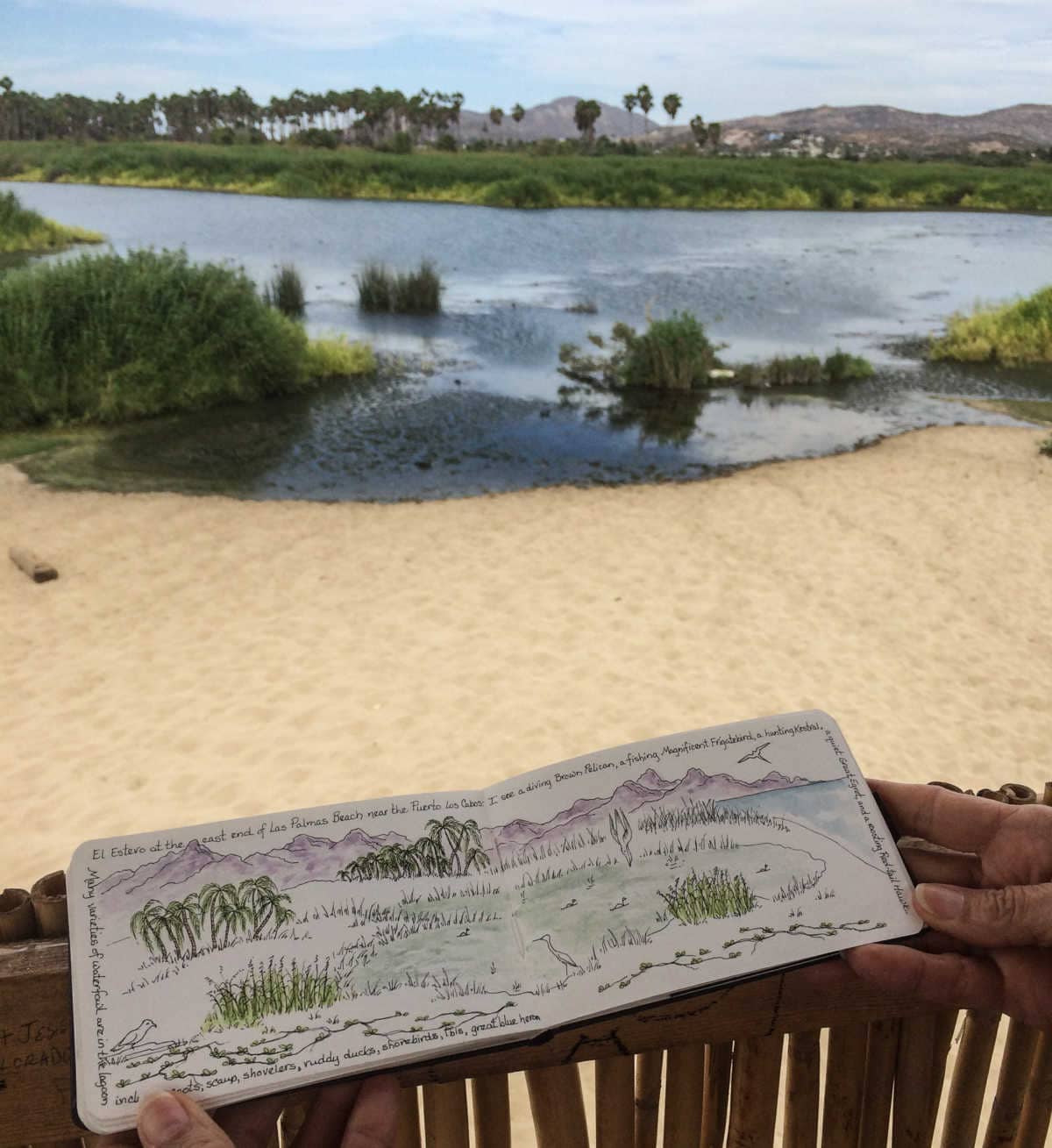 Bird Sanctuary, San Jose del Cabo, Mexico