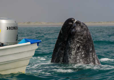 Up-Close Gray Whales