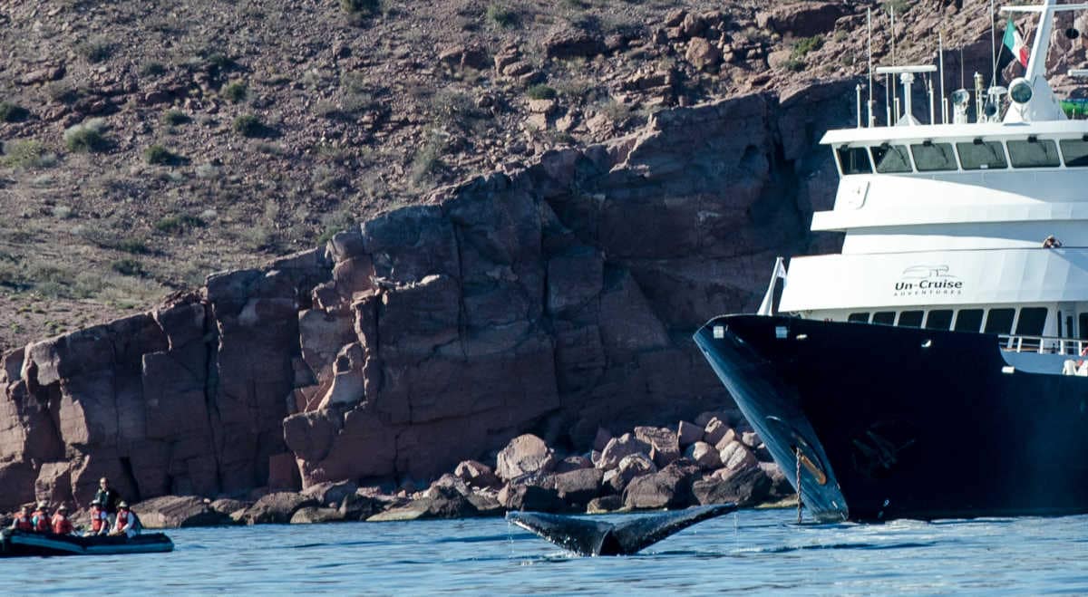 Baja Cruise Sea of Cortez Whale watching