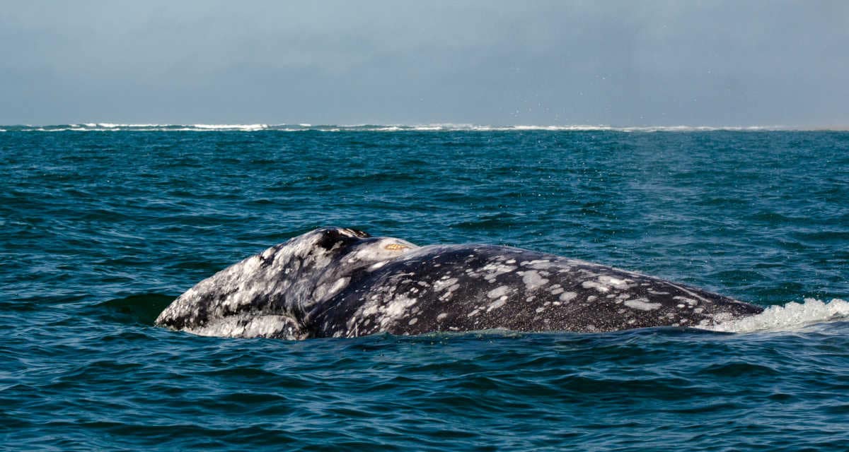 Whale watching from Puerto Lopes Mateo, Magdalena Bay, Mexico