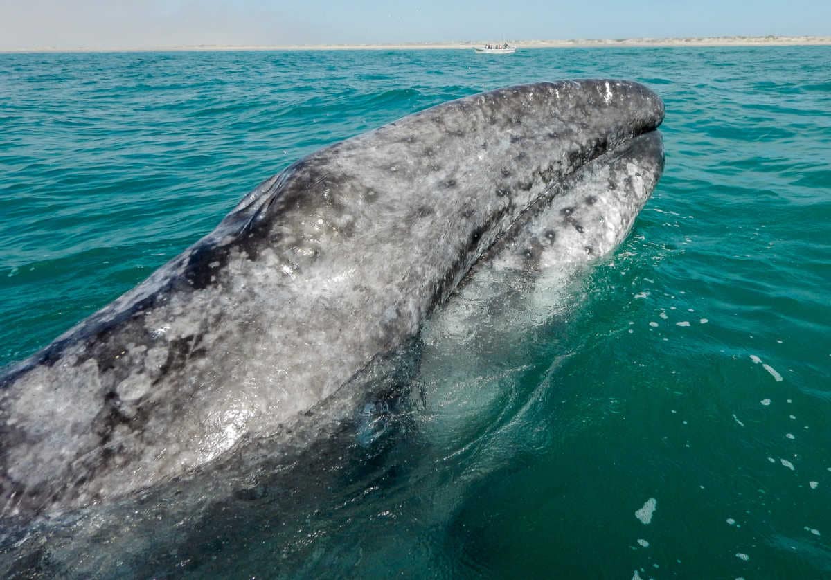 Whale watching from Puerto Lopes Mateo, Magdalena Bay, Mexico