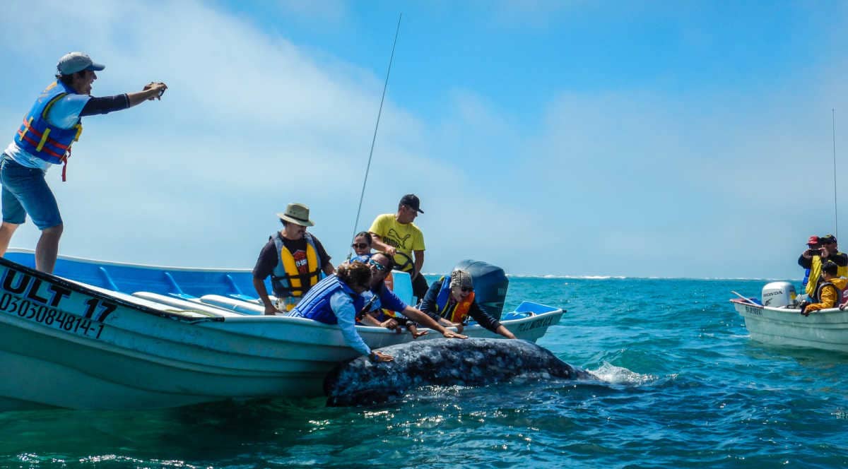 Whale watching from Puerto Lopes Mateo, Magdalena Bay, Mexico 