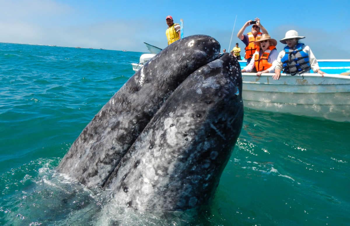 baja cruise Sea of Cortez Whale Watching